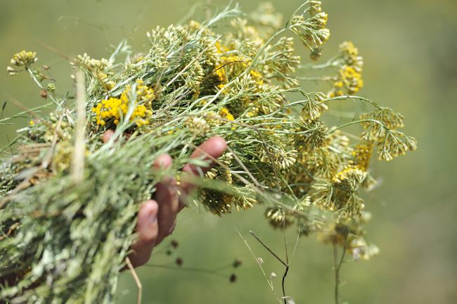 berba smilja sadnice prodaja immortelle croatia