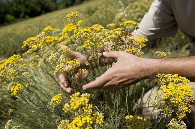 immortelle smilje branje berba sandice prodaja