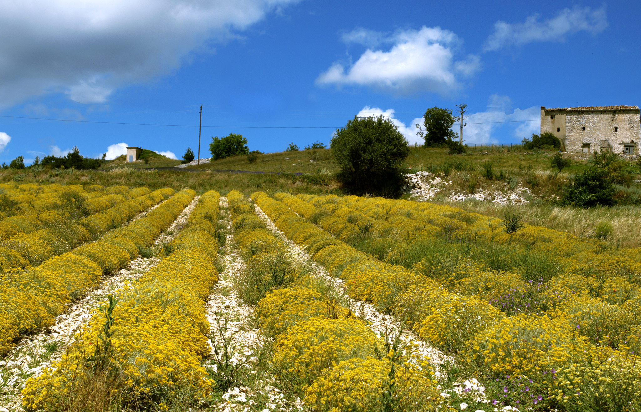 https://smilje.hr/wp-content/uploads/2018/01/3-helichrysum-italicum-immortelle-essential-oil-buy-bulk-croatia.jpg